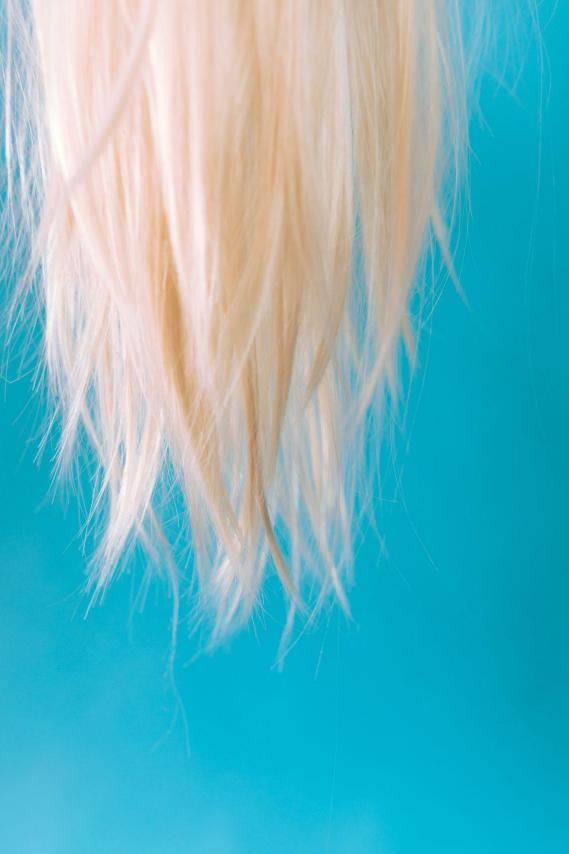 Damaged blonde hair on blue background