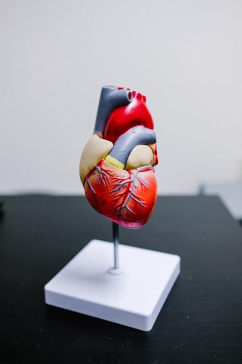 Medical model of a healthy heart