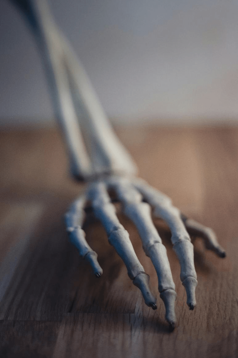 A close-up image of a human hand skeleton.