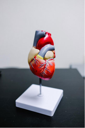 A miniature model of a heart