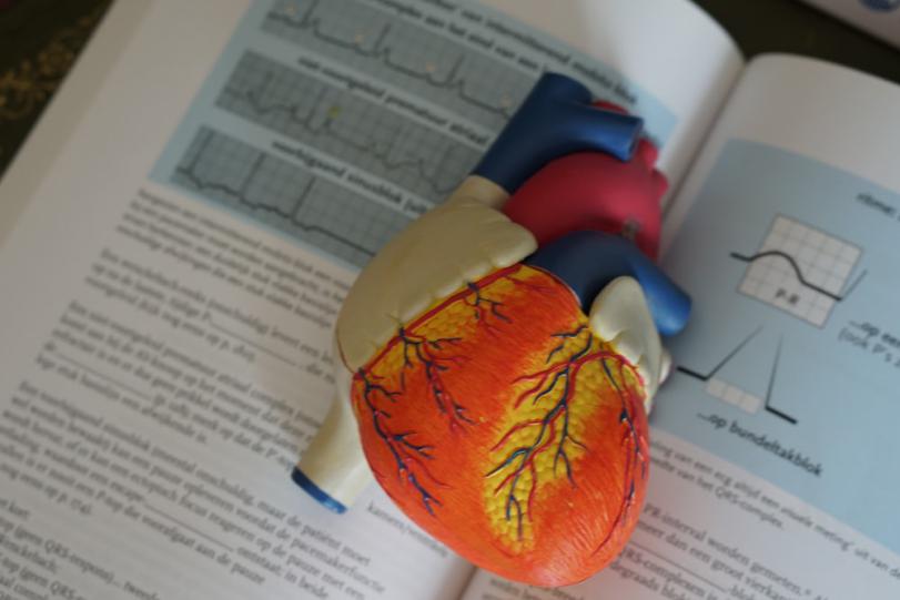 a fake model of the human heart