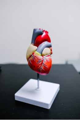 Plastic model of a heart