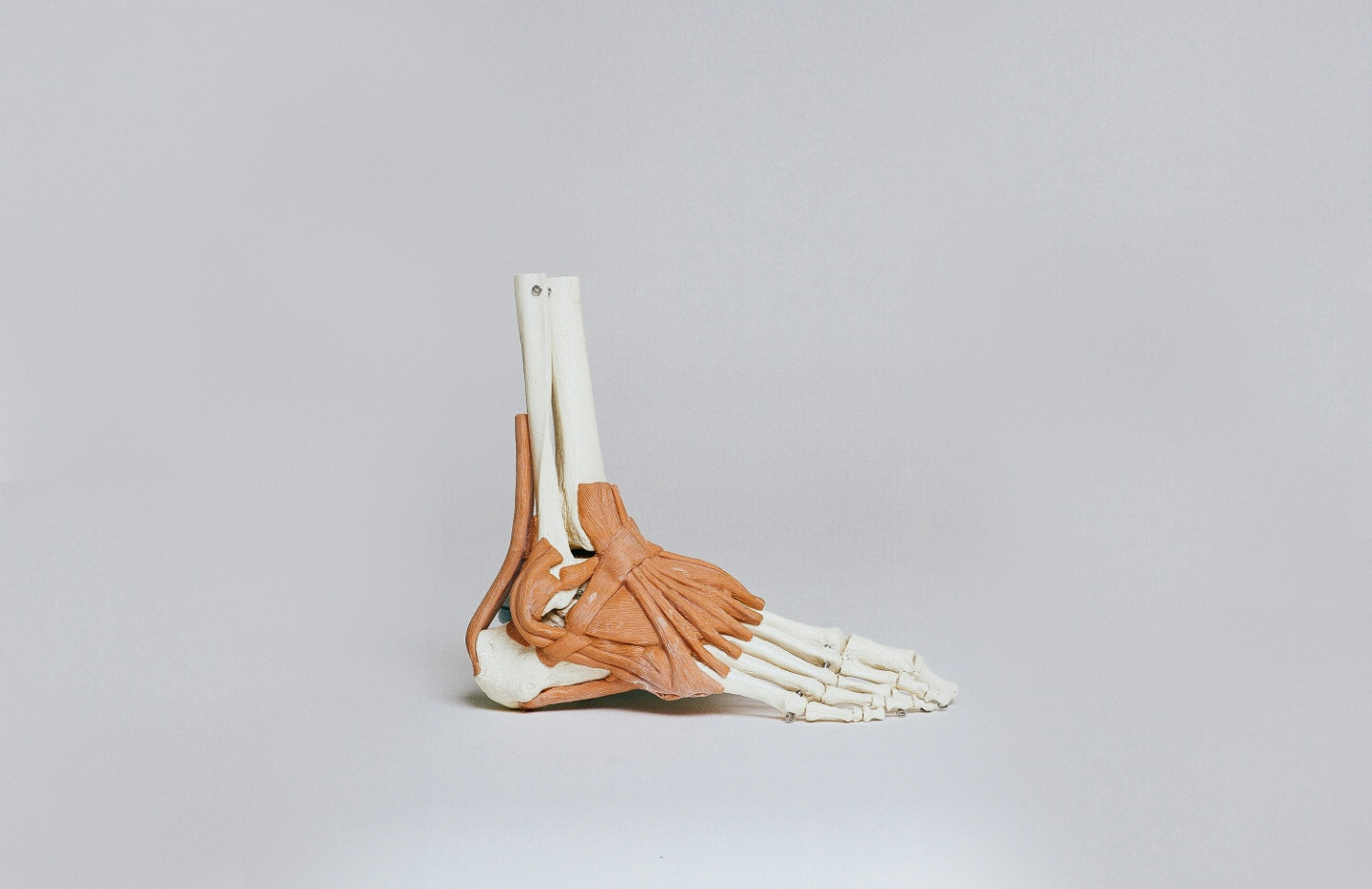 Brown and white skeleton foot