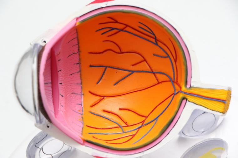 internal structure of the eye