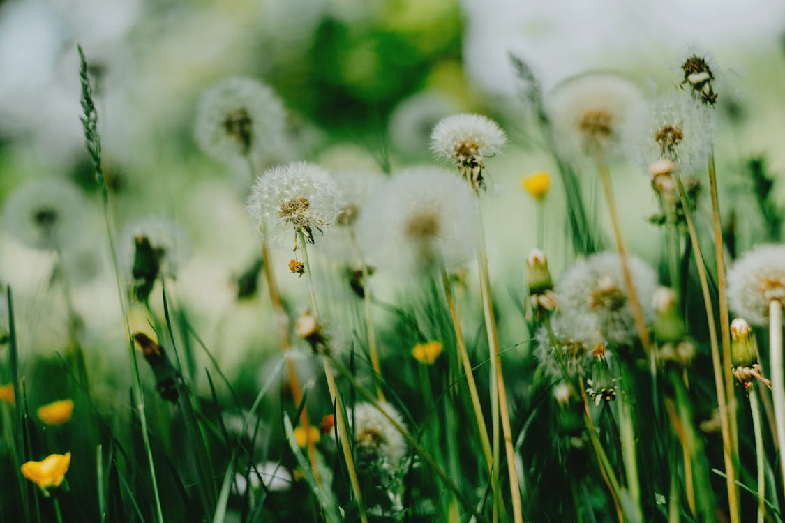 A pollen flower in the fields.