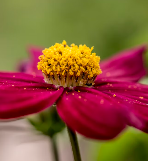 This image shows pollen on a pink flower.